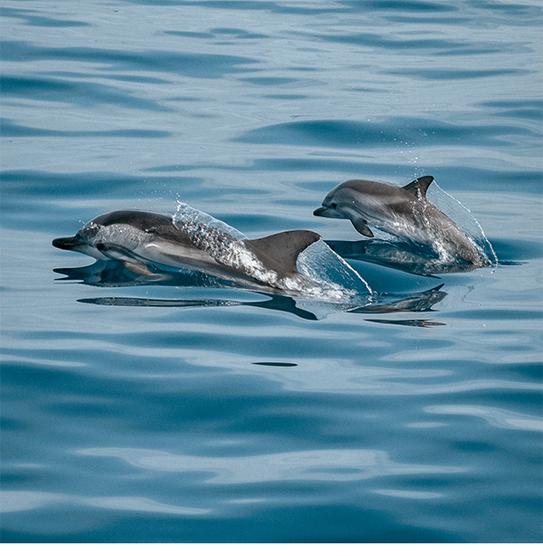 Dolphins in the ocean